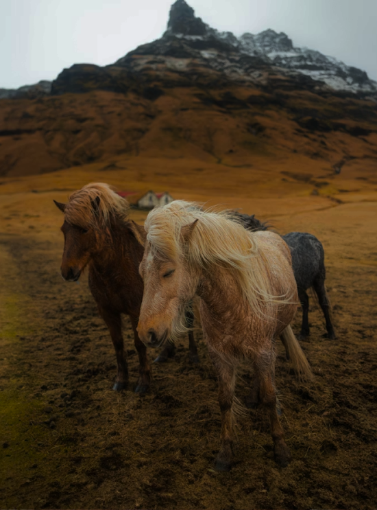 Iceland